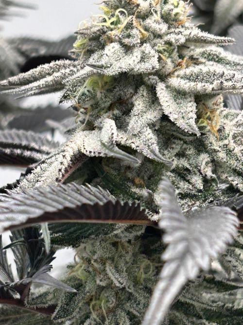 Dante’s Inferne MHD #8. Week 9