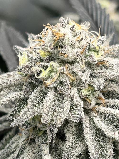 Dante’s Inferne MHD #8. Week 10