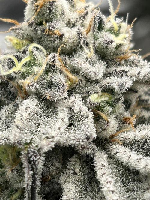 Dante’s Inferne MHD #8. Week 10