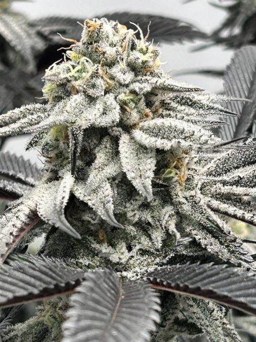 Dante’s Inferne MHD #8. Week 10