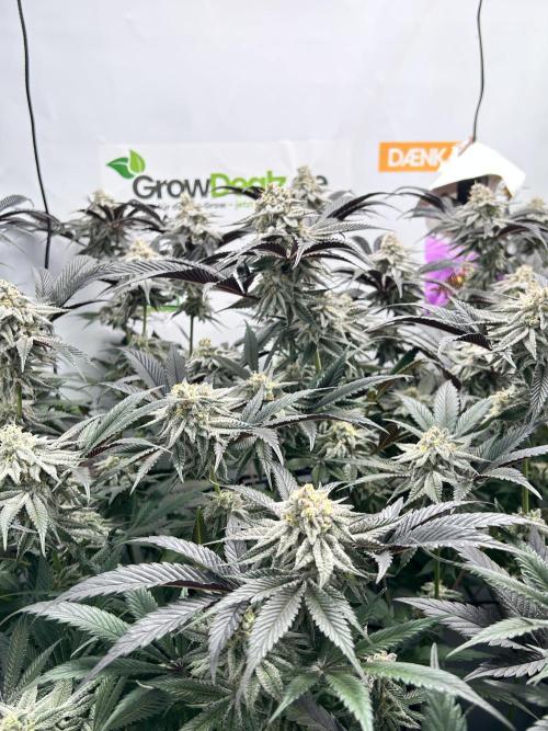 Dante’s Inferne MHD #8. Week 10