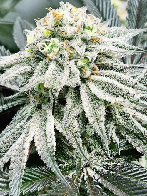 Dante’s Inferne MHD #8