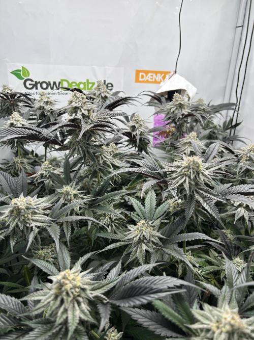 Dante’s Inferne MHD #8. Week 10