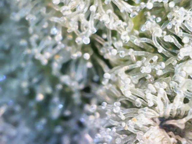 Dante’s Inferne MHD #8. Week 10