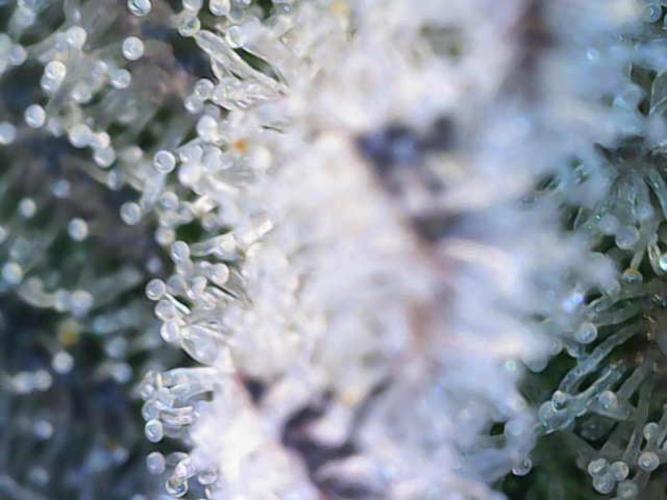 Dante’s Inferne MHD #8. Week 10