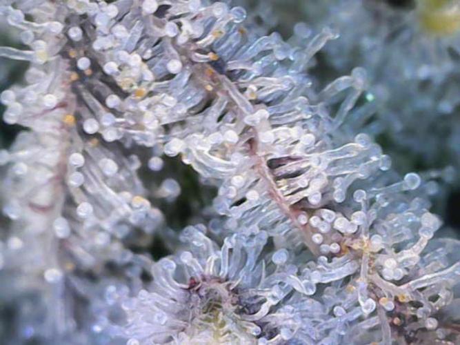 Dante’s Inferne MHD #8. Week 10