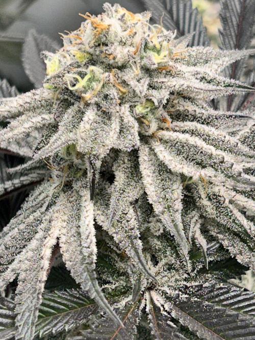 Dante’s Inferne MHD #8. Week 10 - Almost done 