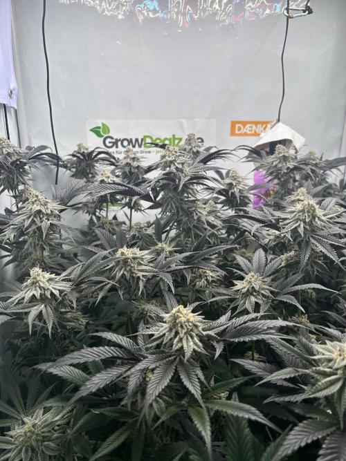 Dante’s Infero MHD #8. Week 11