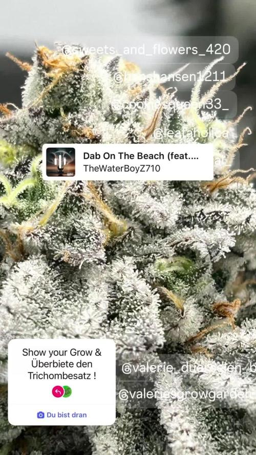 Dante’s Infero MHD #8