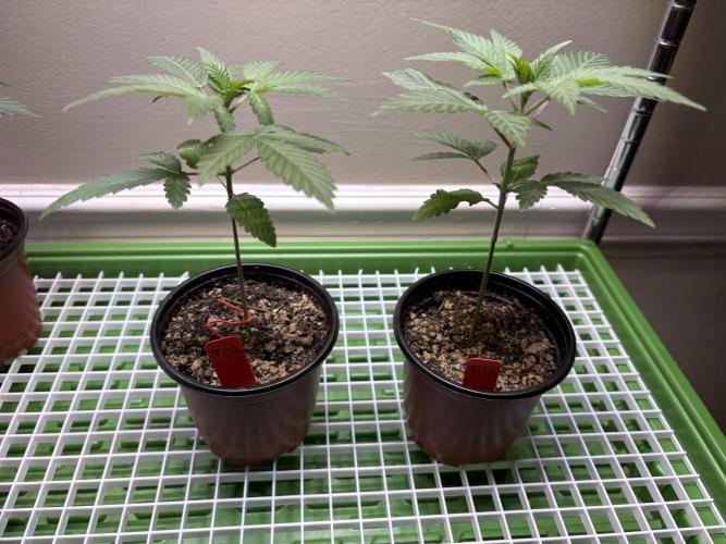 The Divine Roots Project. Week 0 - Balance of the Tao #1 and #3 (left to right)