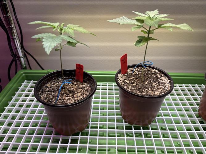The Divine Roots Project. Week 0 - Ancient Mother #1 and #2 (left to right)