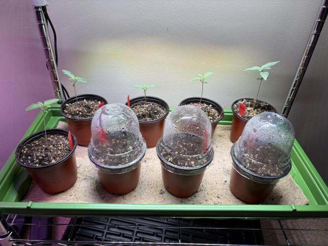 The Divine Roots Project. Week 0