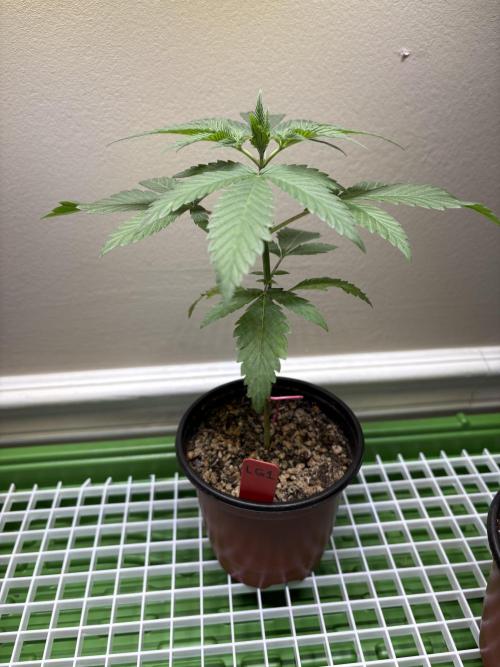 The Divine Roots Project. Week 1 - Love of God