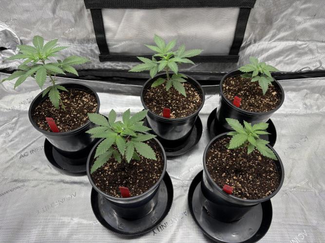 The Divine Roots Project. Week 1