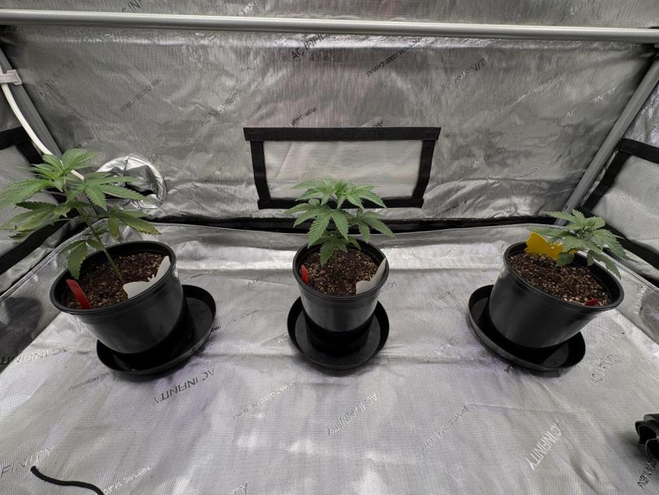 The Divine Roots Project. Week 2 - 12/8/25 - Females selected