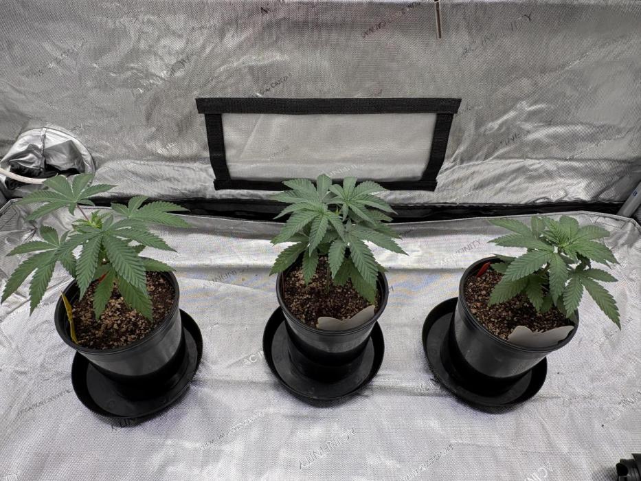 The Divine Roots Project. Week 3