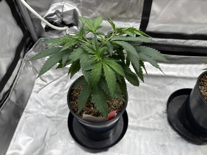 The Divine Roots Project. Week 4 - 12/21/25 - Love of God