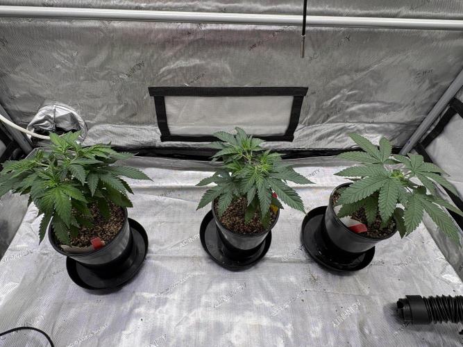 The Divine Roots Project. Week 4 - 12/21/25 - Canopy