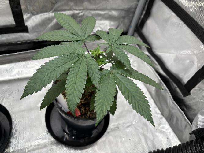 The Divine Roots Project. Week 4 - 12/21/25 - Ancient Mother