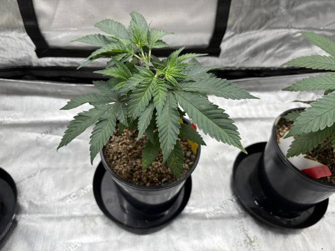 The Divine Roots Project. Week 4 - 12/21/25 - Balance of the Tao