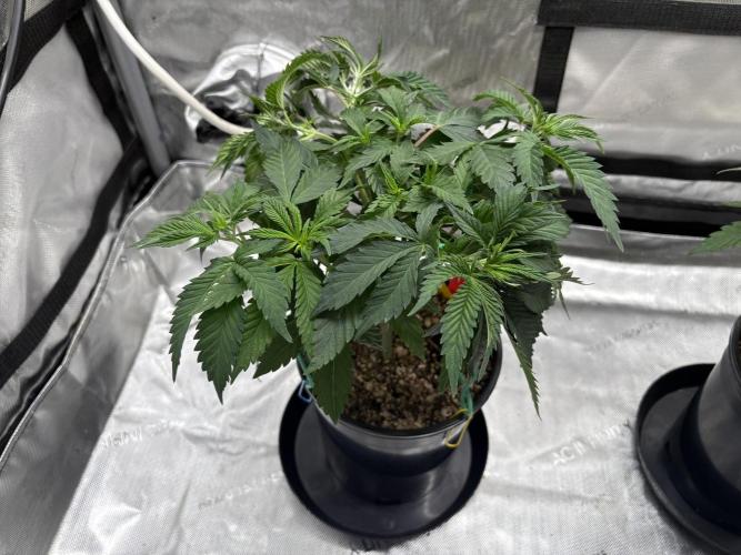 The Divine Roots Project. Week 5 - 12/28/25 - Love of God