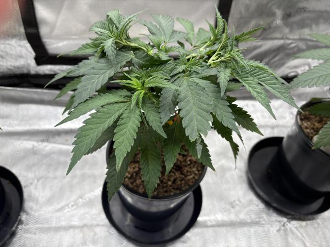 The Divine Roots Project. Week 5 - 12/28/25 - Balance of the Tao