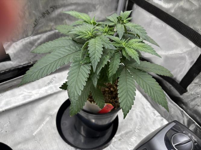 The Divine Roots Project. Week 5 - 12/28/25 - Ancient Mother