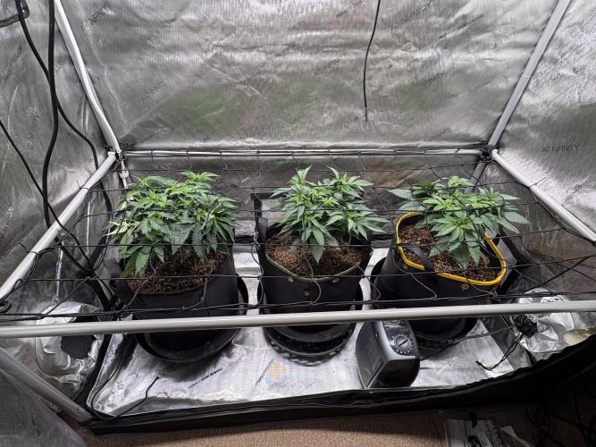 The Divine Roots Project. Week 6 - 01/04/2026 - Canopy post transplant and SCROG
