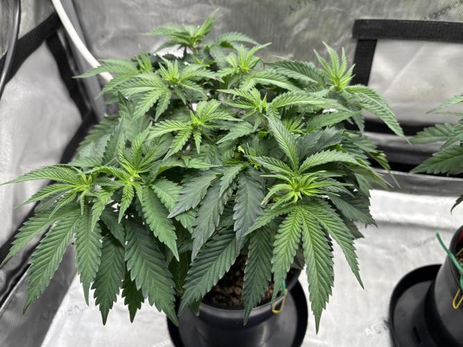 The Divine Roots Project. Week 6 - 01/04/2026 - Love of God