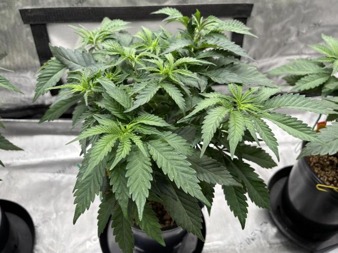 The Divine Roots Project. Week 6 - 01/04/2026 - Chocolate Malasada