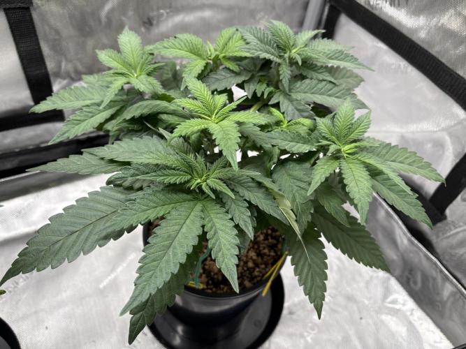 The Divine Roots Project. Week 6 - 01/04/2026 - Ancient Mother