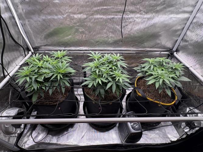 The Divine Roots Project. Week 7 - 01/11/2026 - Canopy