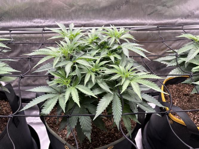 The Divine Roots Project. Week 7 - 01/11/2026 - Balance of the Tao