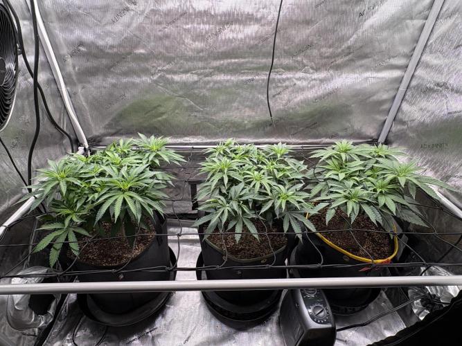 The Divine Roots Project. Week 8 - 01/18/2026 