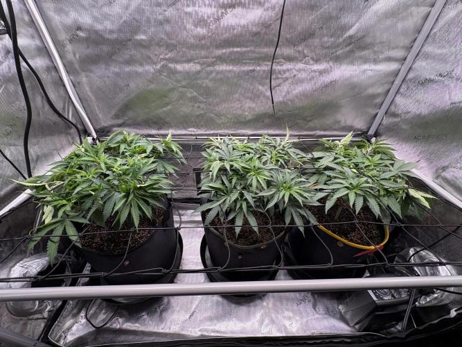 The Divine Roots Project. Week 8 - 01/18/2026 