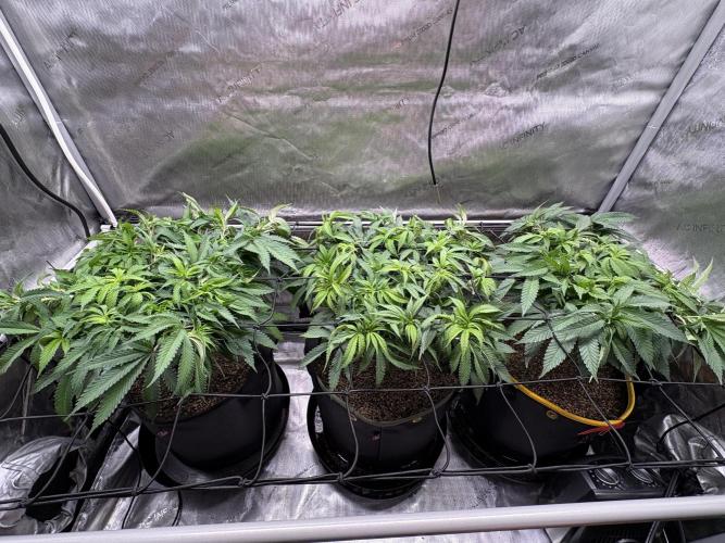 The Divine Roots Project. Week 9 - 1/25 - Canopy