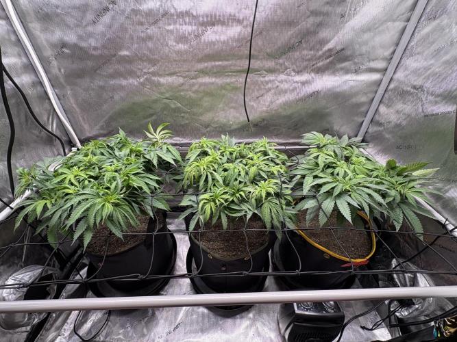 The Divine Roots Project. Week 9 - 1/25 - Canopy