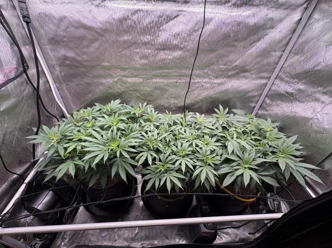 The Divine Roots Project. Week 10