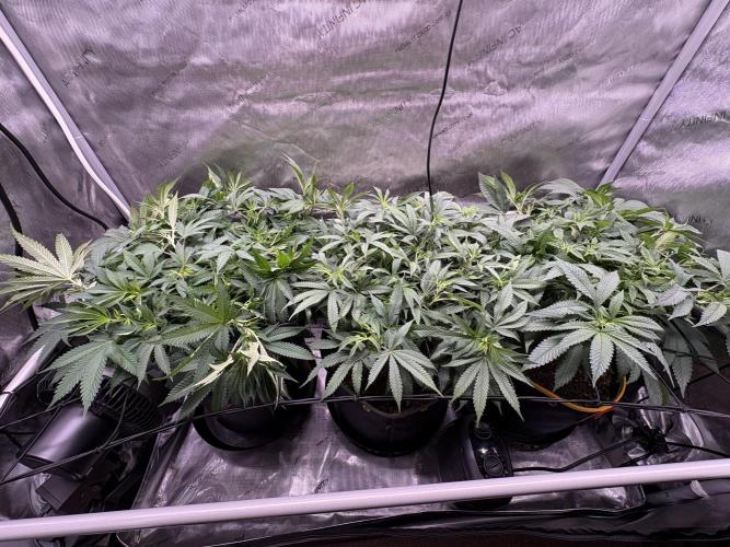 The Divine Roots Project. Week 10