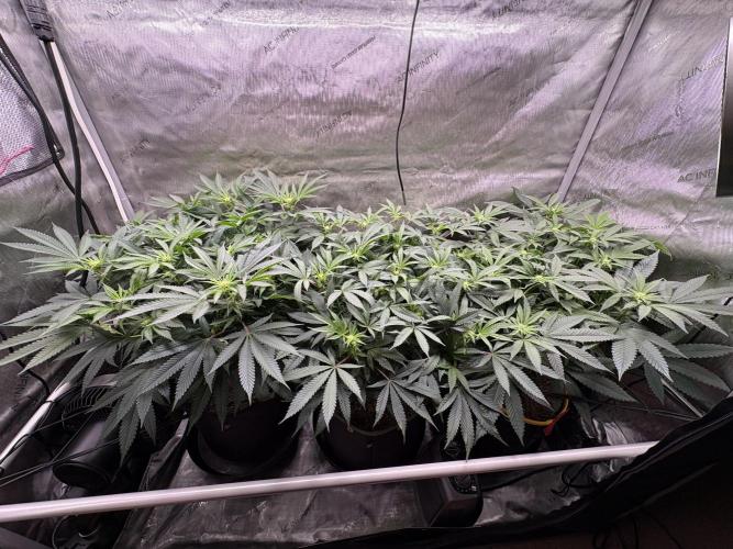 The Divine Roots Project. Week 11 - Canopy Shot