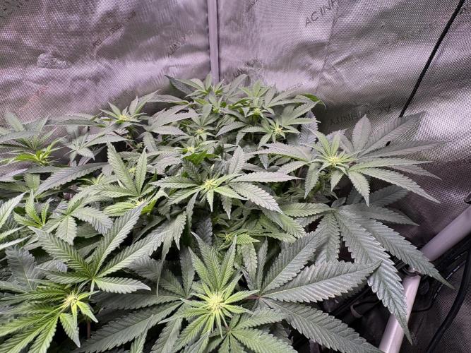 The Divine Roots Project. Week 11 - Ancient Mother