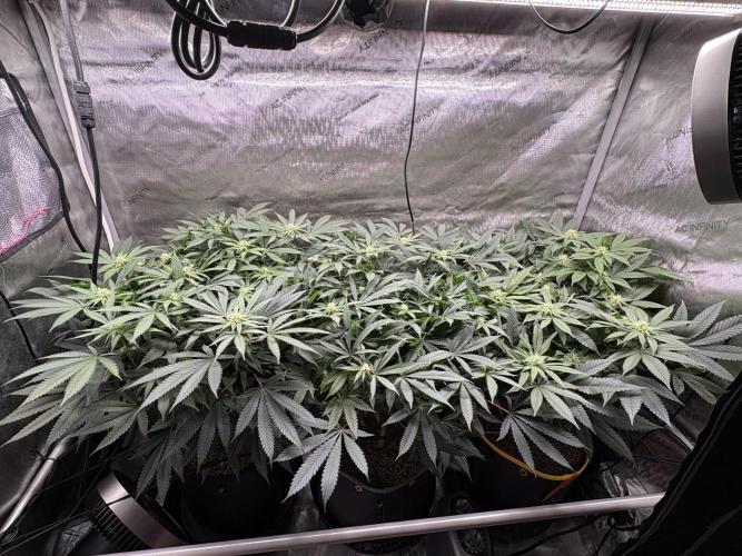 The Divine Roots Project. Week 12