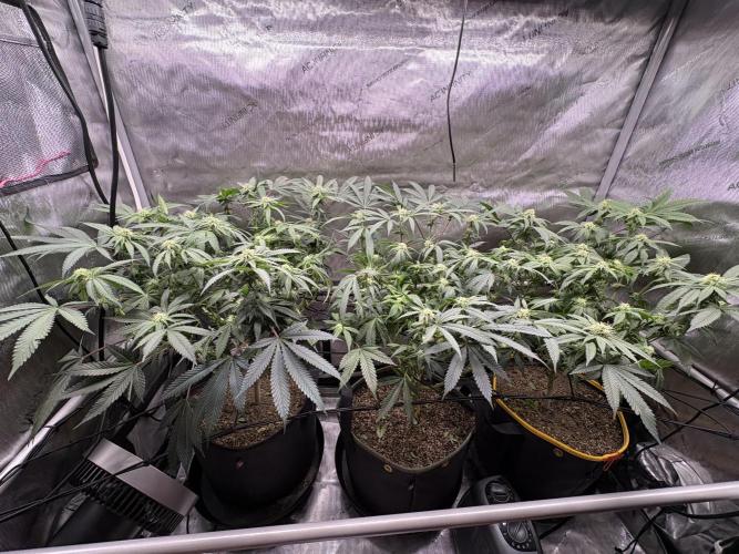 The Divine Roots Project. Week 12