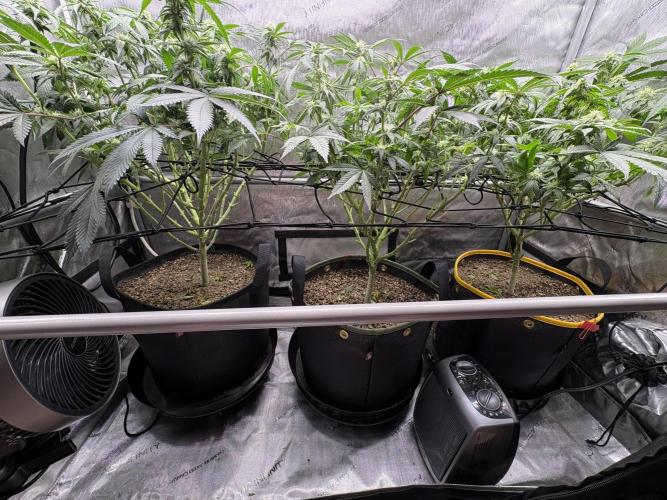 The Divine Roots Project. Week 12