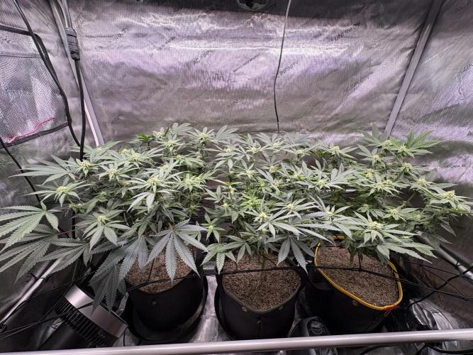 The Divine Roots Project. Week 12