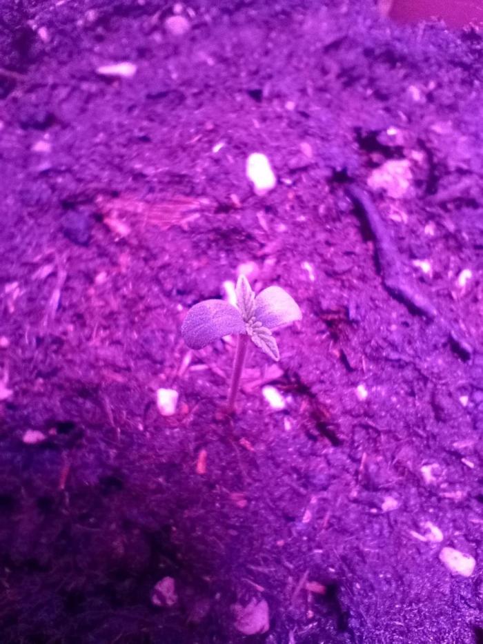 Biscotti 🍪. Week 0