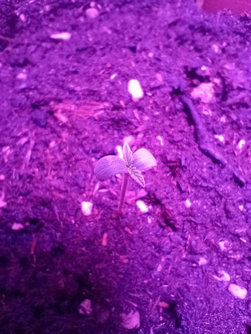 Biscotti 🍪. Week 0