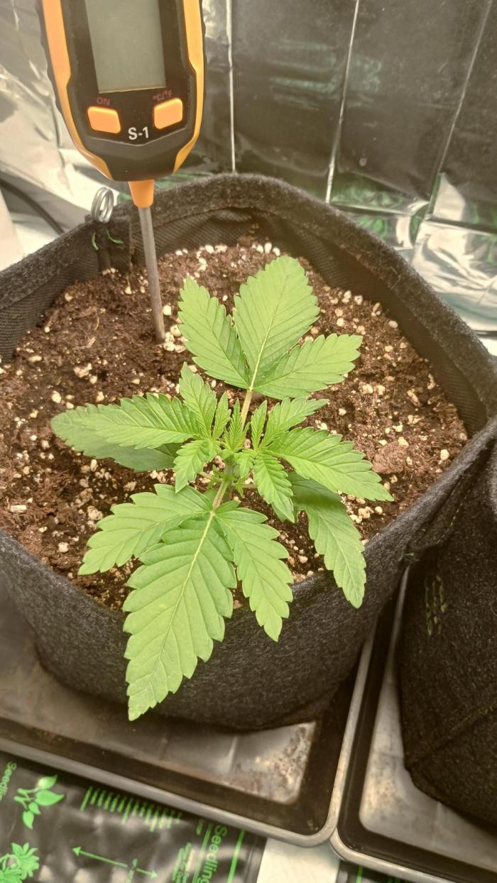 Biscotti 🍪. Week 2