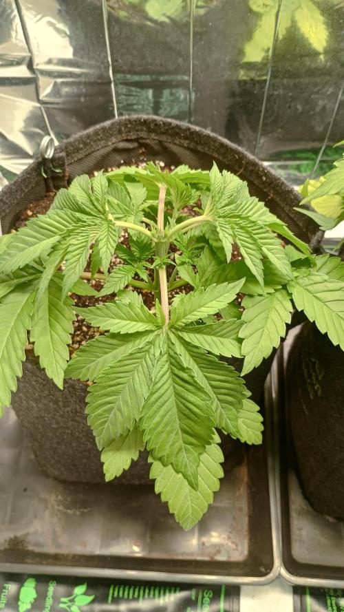 Biscotti 🍪. Week 3