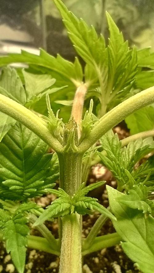 Biscotti 🍪. Week 3